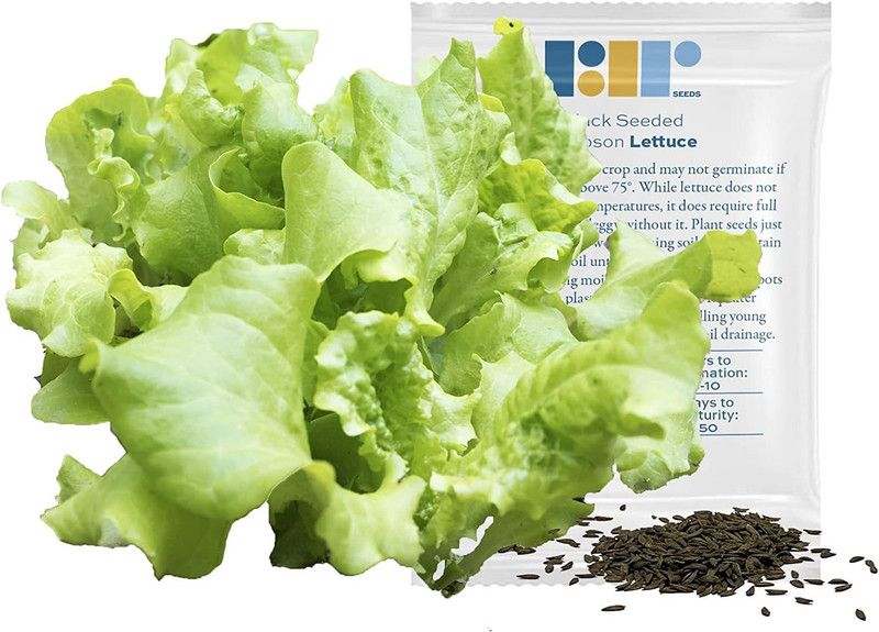 VibeX ® XLR-449 Black Seeded Simpson Lettuce Seeds Seed  (200 per packet)