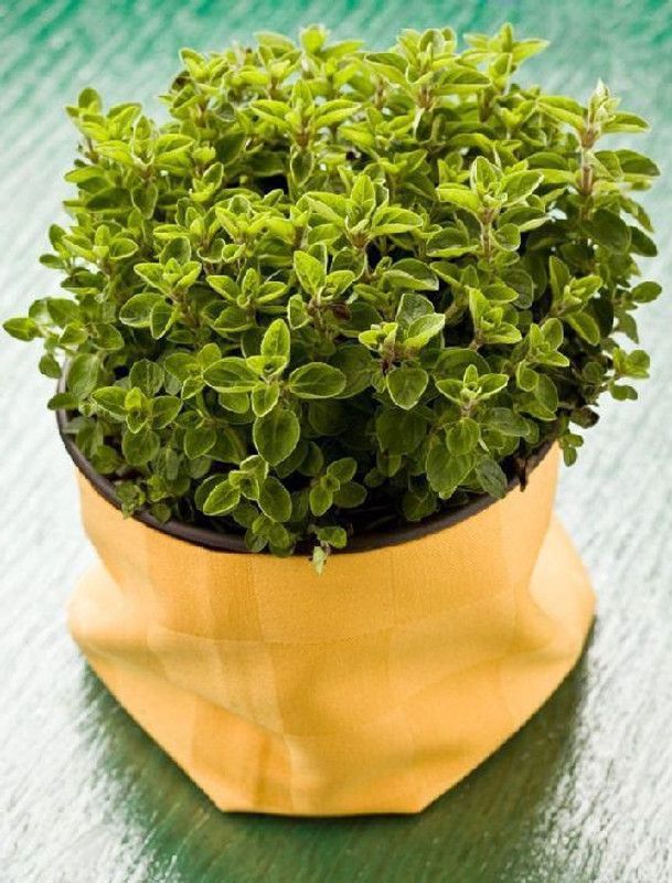 XOLDA Marjoram Plant Seed  (50 per packet)