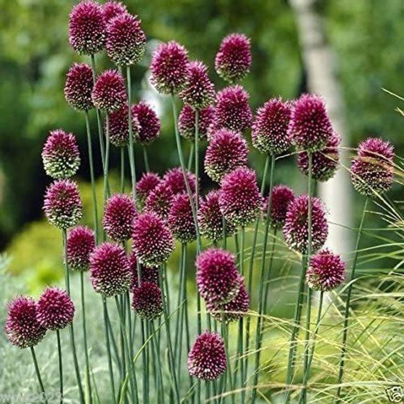 WILLVINE GBPUT-673 Allium ~Purple Drumstick~ Ornamental Onion Seed  (1000 per packet)