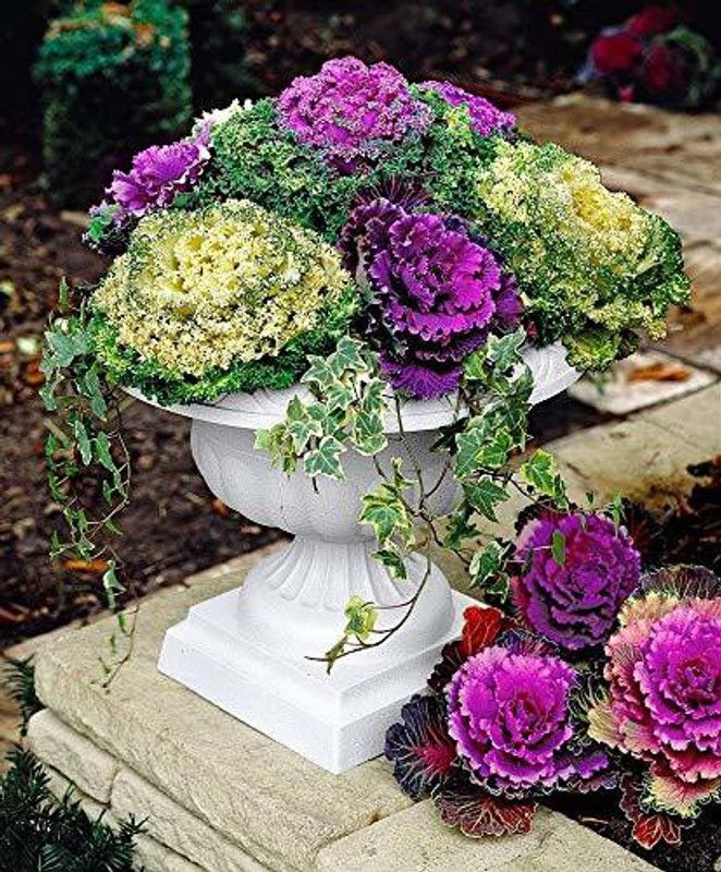 CYBEXIS GARDEN ORNAMENTAL CABBAGE KALE FLOWER SEEDS Seed  (1 g)
