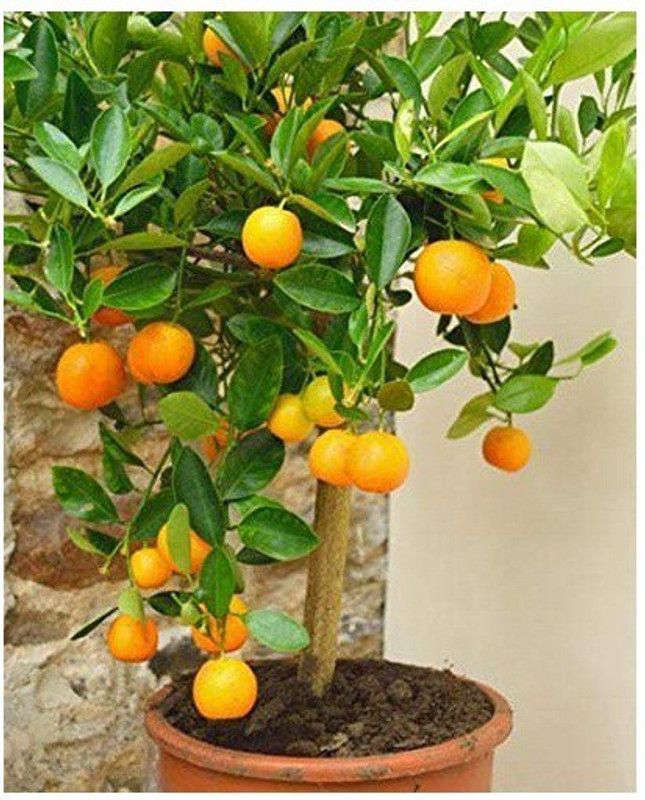 DIOART ™Dwarf Orange Seeds Fruit Seeds For Organic Farming Fruit Seeds Garden Pack-369 Seed  (50 per packet)