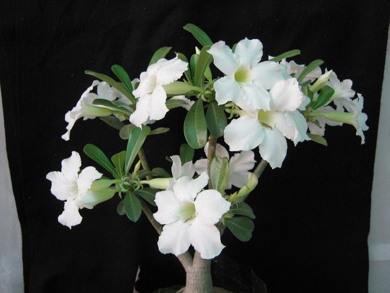 UGALOO Adenium Plant  (Hybrid, Pack of 1)