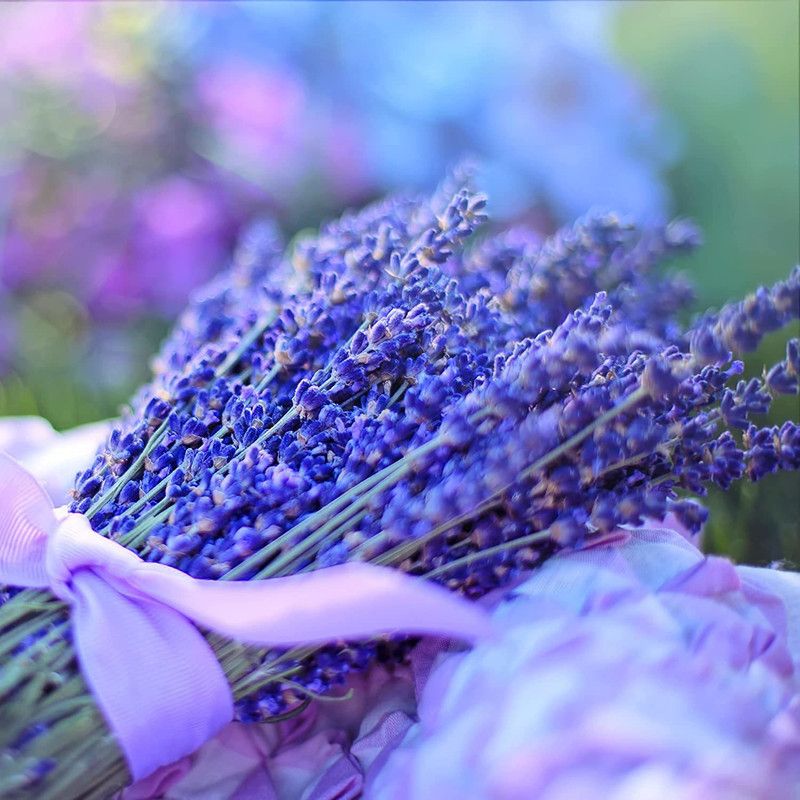 VibeX ® RXI-51 English Lavender Seeds Seed  (500 per packet)