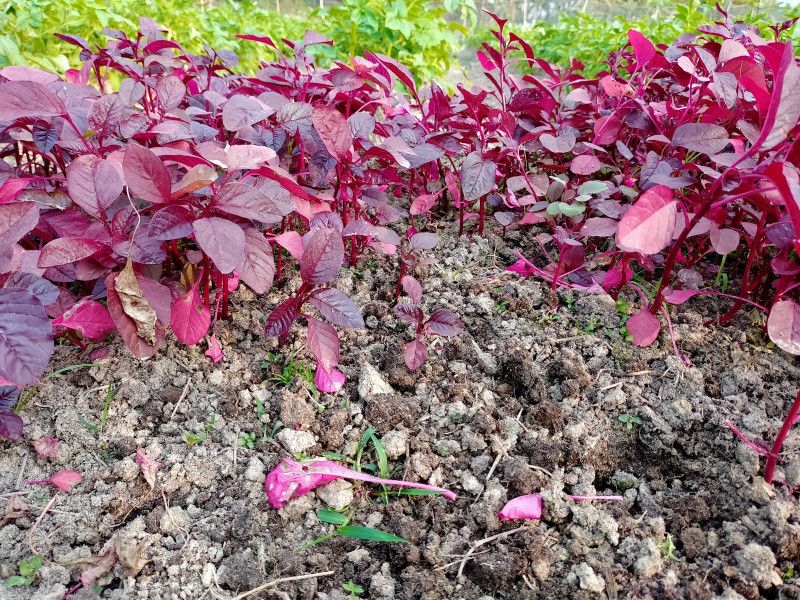 XOLDA Red Amaranthus Vegetable Seed  (45 per packet)