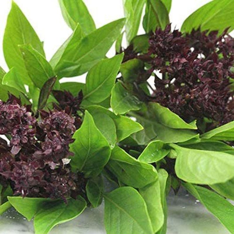 VibeX ® VXI-179 Siam Queen Thai Basil Seed  (1000 per packet)