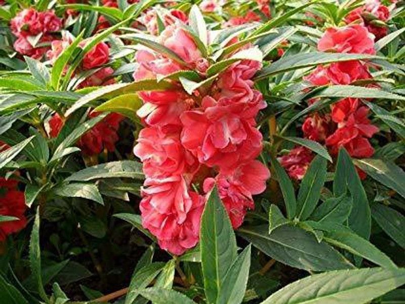 XOLDA Balsam Seed  (25 per packet)