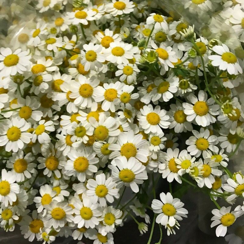 Mozette Daisy white flower Seed  (30 per packet)