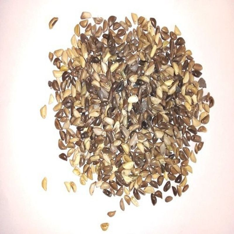 Ravel Napier Fodder Grass seed, Napier Grass Seed, PENNISETUM PURPUREUM GRASS SEEDS 25 gm Seed  (25 g)