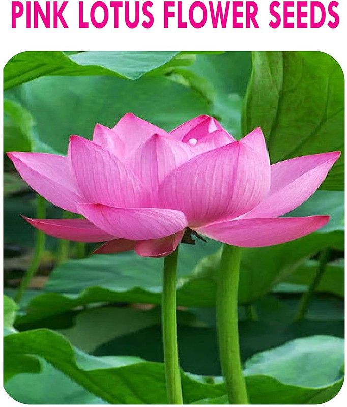KANAYA Kamal Gatta (Lotus) Seed  (4 per packet)