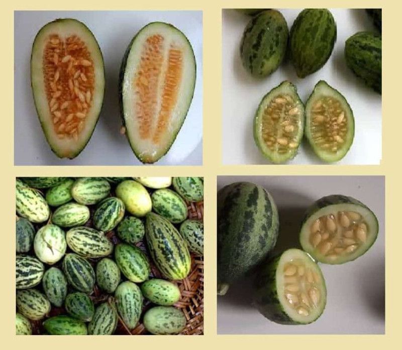 UGRA Kachari Vegetable Seeds Seed  (50 per packet)