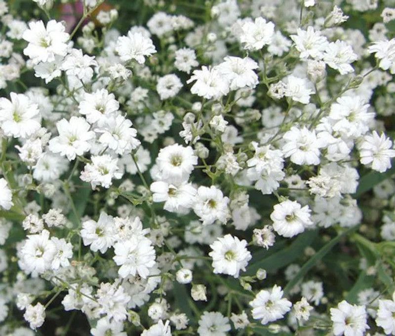XOLDA Gypsophila flower Seed  (180 per packet)