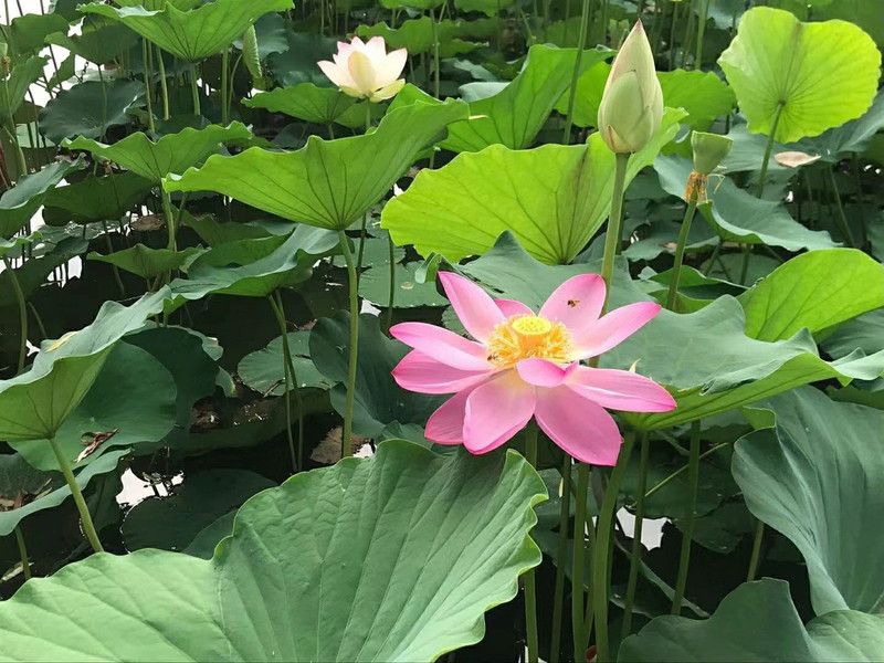 VibeX XL-46 - Pink & Red Lotus Flower - (90 Seeds) Seed  (90 per packet)