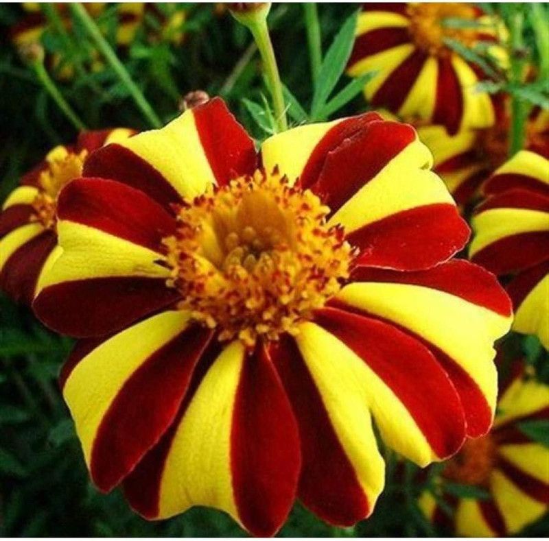 CYBEXIS PUAS-43 - Marigolds Tagetes Madjestic Flower - (750 Seeds) Seed  (750 per packet)