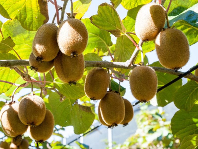 PLANTZON Kiwi Hybrid Fruit Seed  (55 per packet)