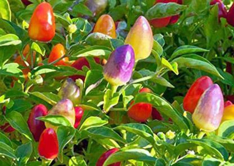 Seedshub Rainbow Pepper Seed  (20 per packet)