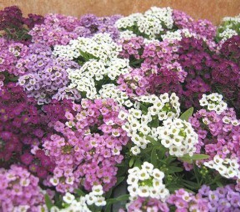 XOLDA Exotic sweet allysum Seed  (37 per packet)