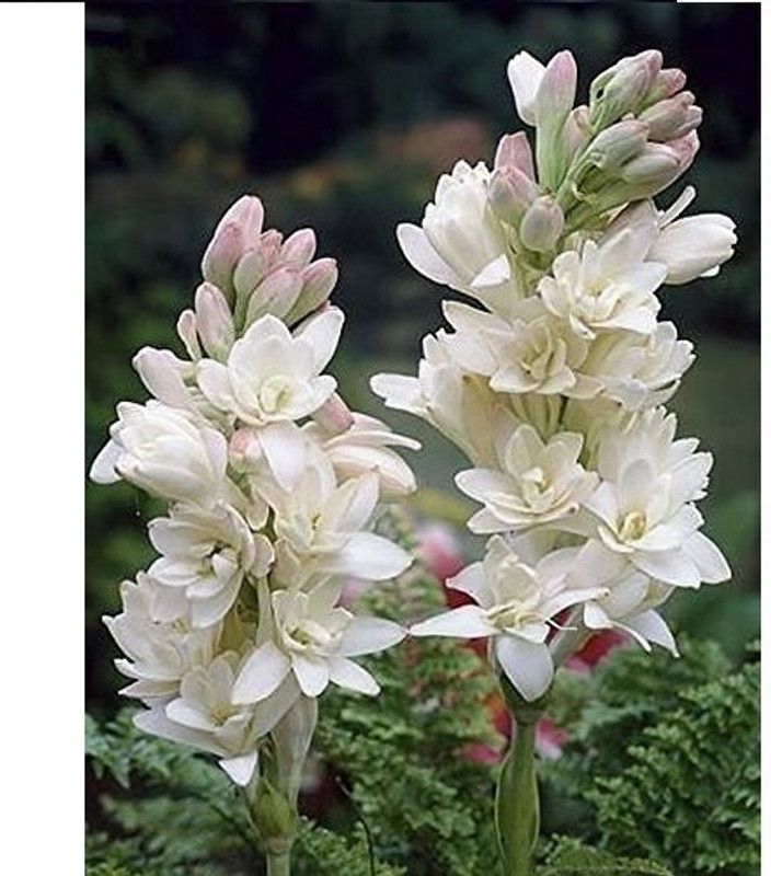 Garden Blossom TUBEROSE DOUBLE 5 PCS PER PACK, WHITE FLOWER BULBS, FRAGRANT FLOWERS Seed  (5 per packet)