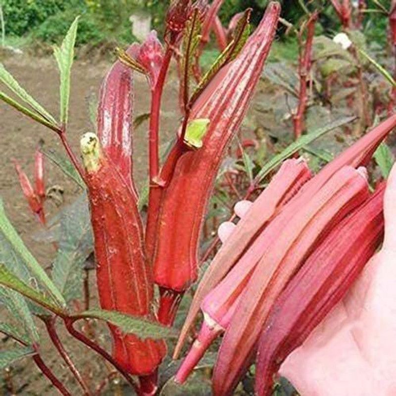 MKR Enterprises Red Okra Seed  (140 per packet)