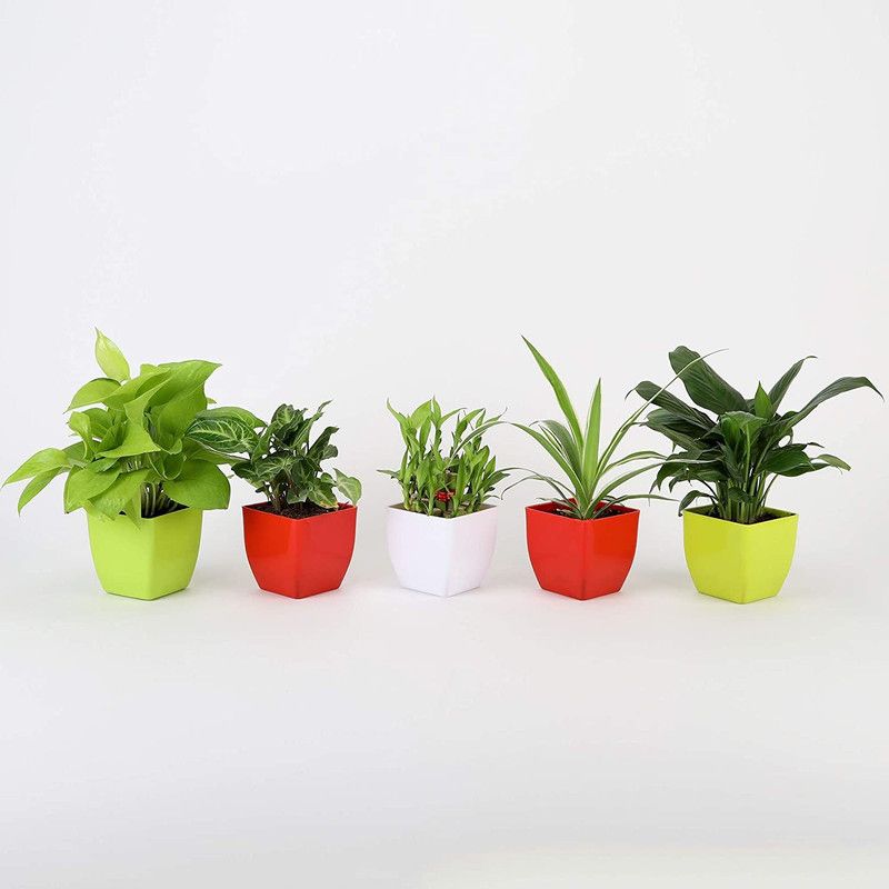 JESAA GREENS Peace Lily Plant  (Hybrid, Pack of 5)