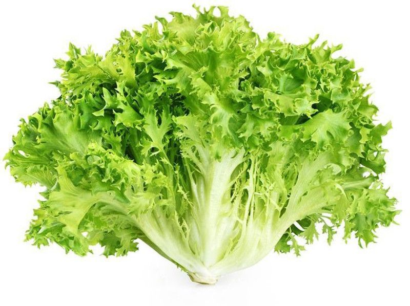 Paudha Lettuce Curly Hybrid Seed  (30 per packet)