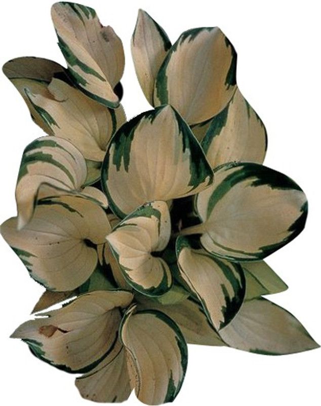 Nema Hosta 'Whirl Wind' flower seeds - Beige Green - 100 Pcs Seed  (100 per packet)