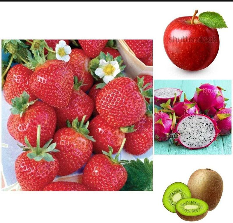 Oliver apple,litchi,kiwi,dragon fruit seeds Seed  (235 per packet)