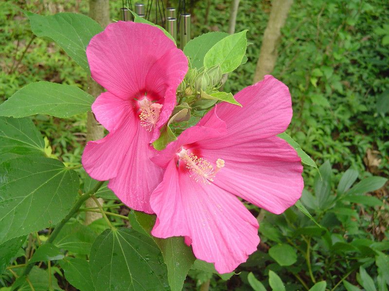 Heaven Of Saplings Hibiscus Plant  (Hybrid, Pack of 1)