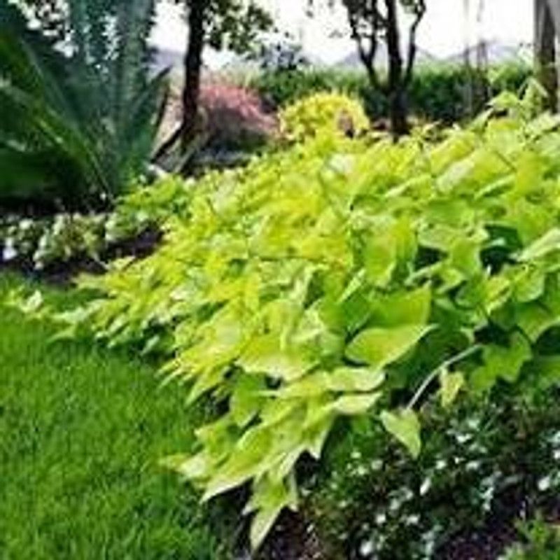 V K Global Money Plant  (Hybrid, Pack of 1)
