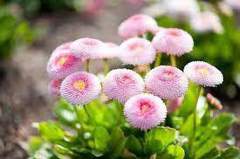 PMB Daisy Double Mix and Bellis Perennis Seed  (30 per packet)