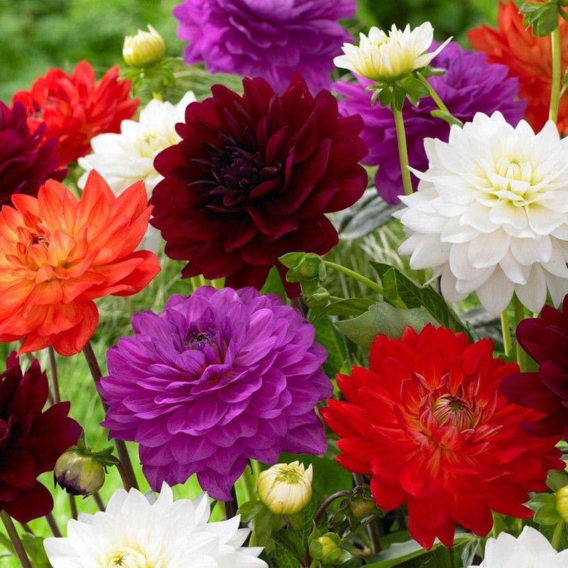 KANAYA Dahlia Multicolor Flowers Seed  (28 per packet)