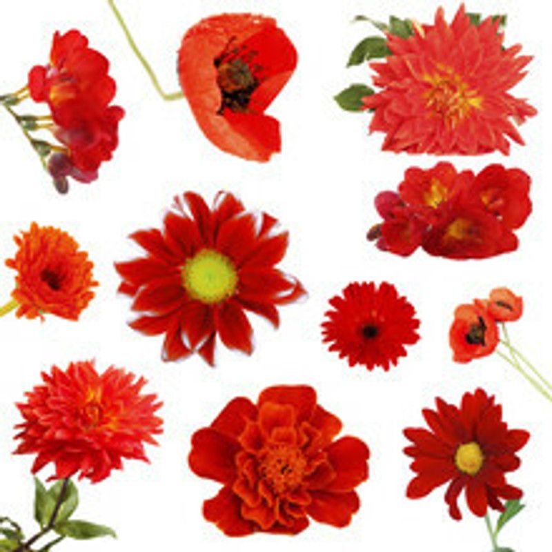 XOLDA Exotic marigold red Seed  (23 per packet)