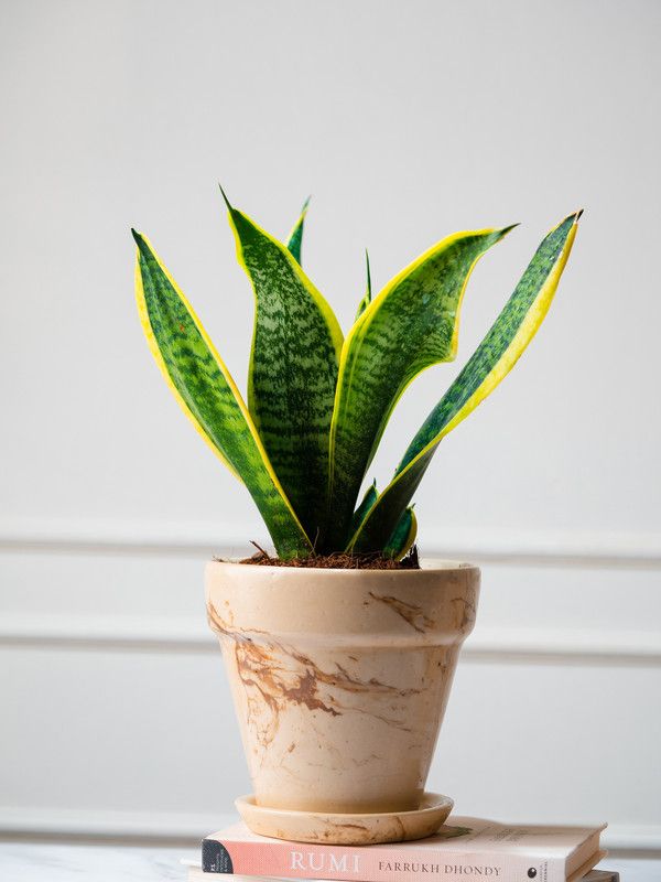 Nurturing Green Snake Plant  (Pack of 1)