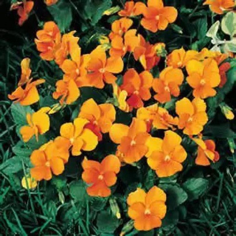Aro Viola Seed  (135 per packet)