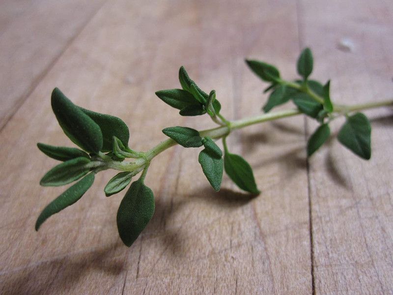 WILLVINE NDIR-10 Organic Summer Thyme Seed  (400 per packet)