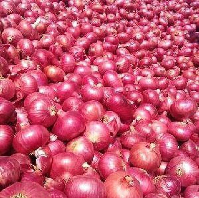 XOLDA Organic onion Seed  (31 per packet)
