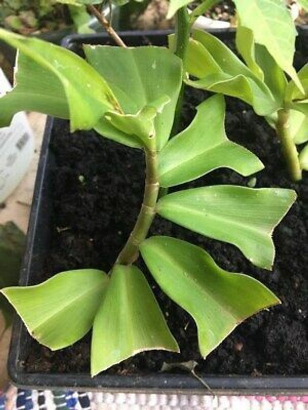 pb mandira plant Insulin Plant  (Hybrid, Pack of 1)