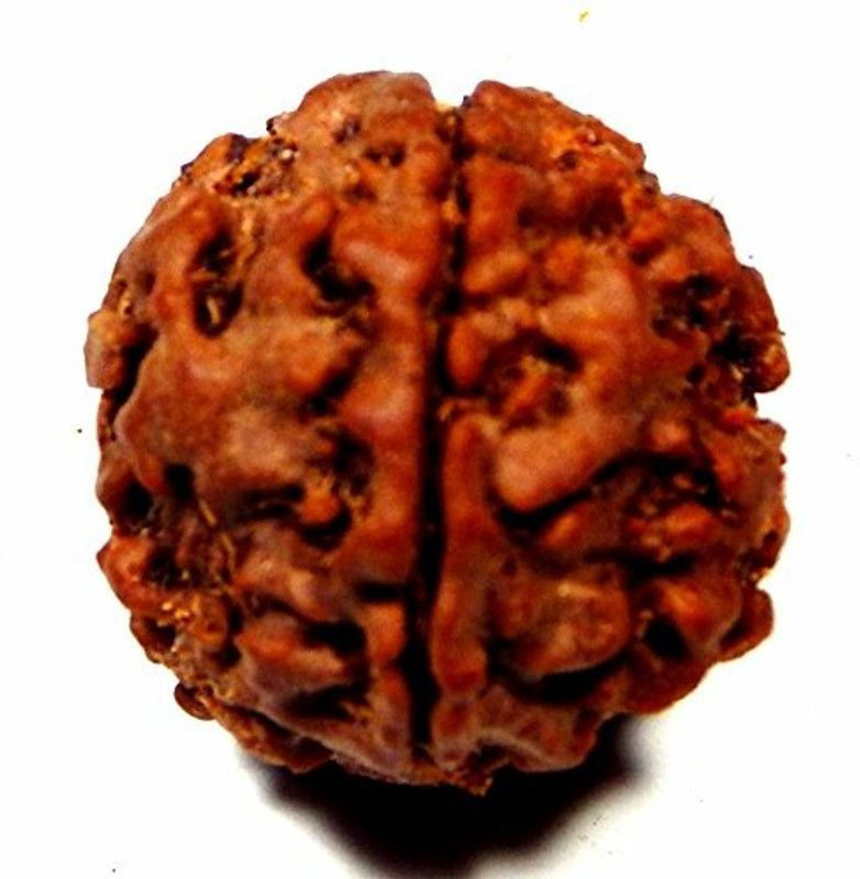 Urancia Rudraksh Ek Mukhi Rudraksh Nepal bead that Sinks in Water Verify Seed  (1 per packet)