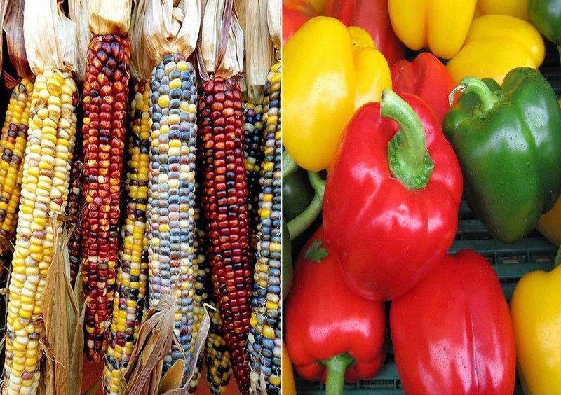 VibeX Colourful Rainbow Corn and Capsicum Mixed Seeds Seed  (5 per packet)
