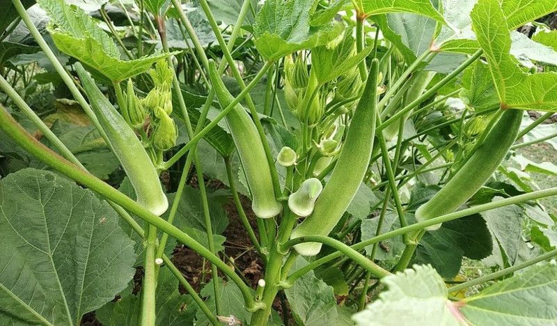 Nodoc Okra Vegetable Seed  (11 per packet)