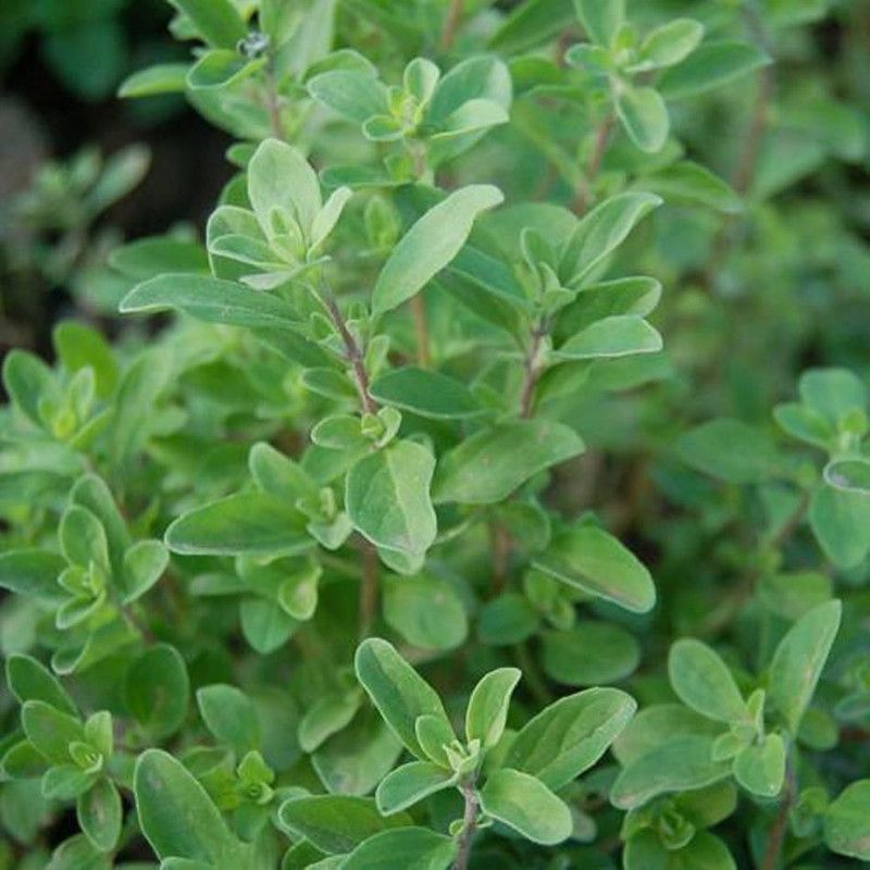 Nodoc Marjoram Seed  (20 per packet)