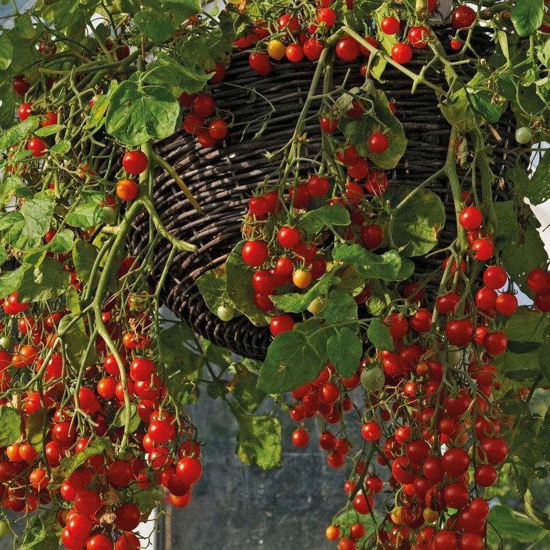 Qualtivate ® Small Cherry Tomato Seeds Seed  (500 per packet)