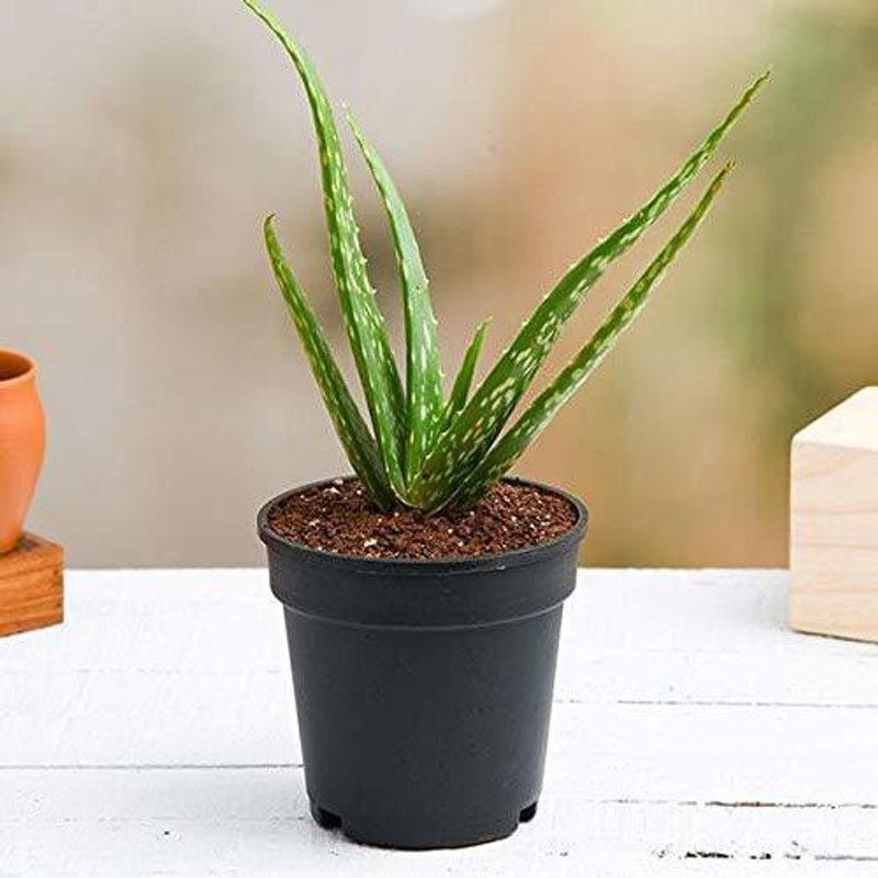 Dream mall Aloe Vera Plant  (Hybrid, Pack of 1)