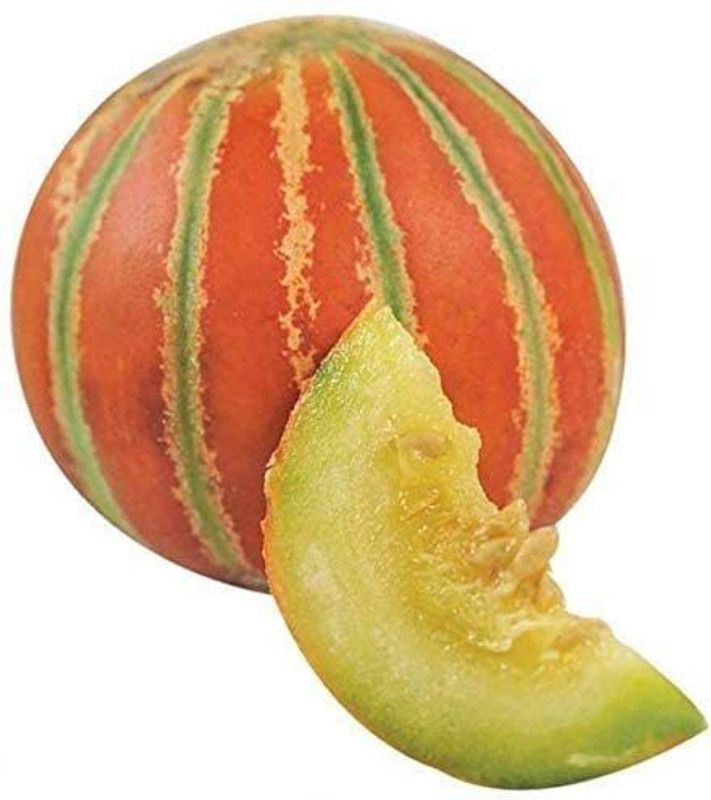 JRYU Muskmelon (Kharbuja) Fruit Seeds For Home Gardening Seed  (425 per packet)