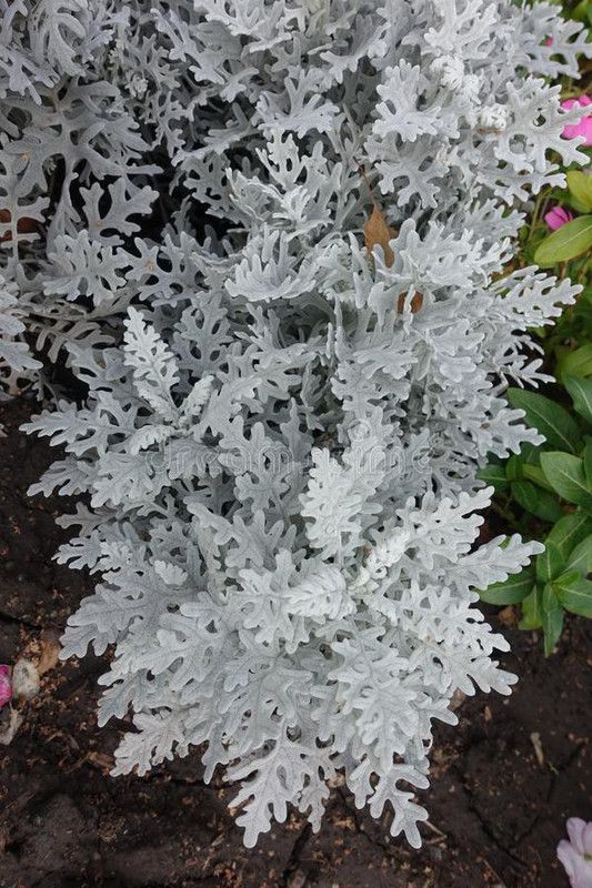 Nodoc Cineraria Maritima Seed  (30 per packet)