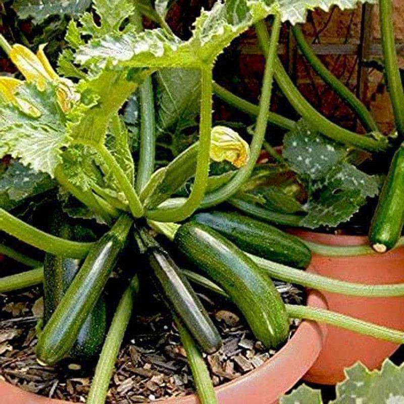 VibeX Squash Seed  (100 per packet)