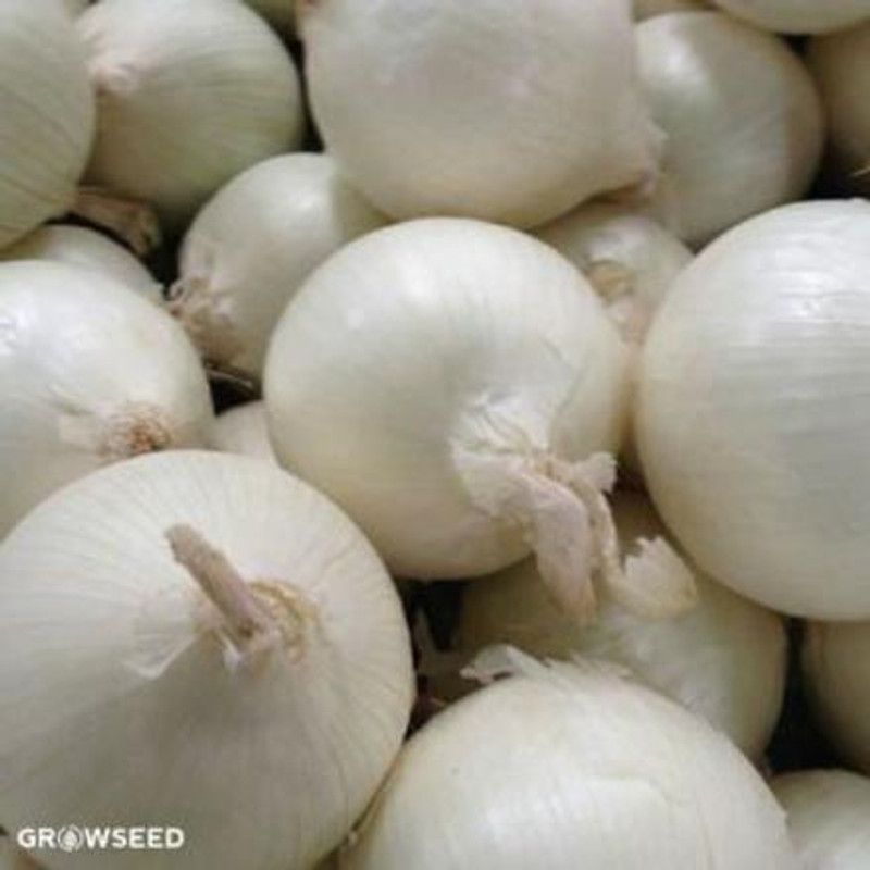 Mozette Organic Onion white Seed  (39 per packet)