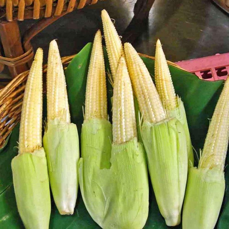 WILLVINE GUA-908 Baby Corn Seeds Seed  (500 per packet)