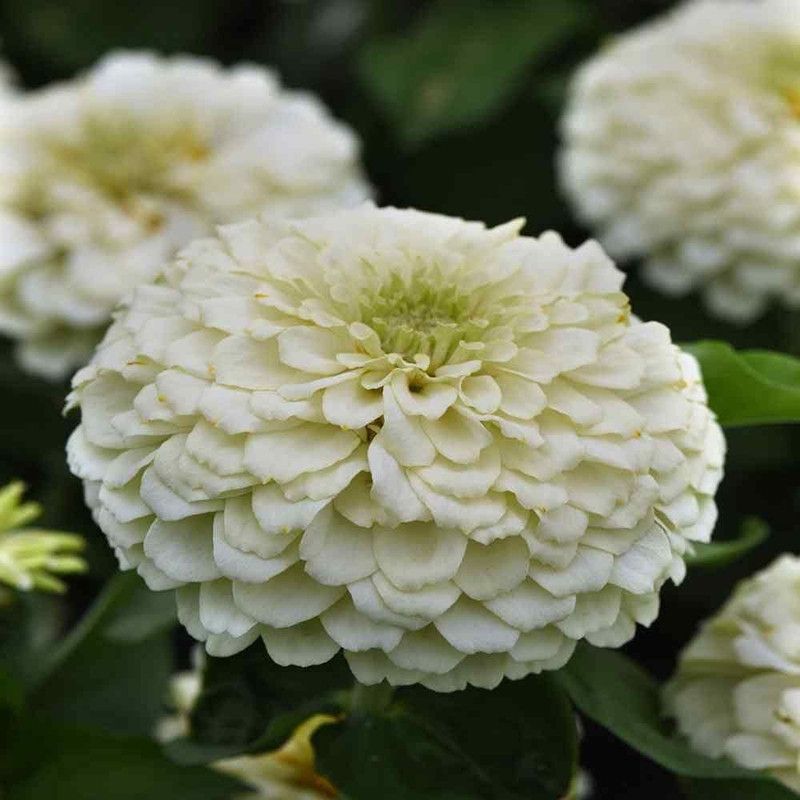 CYBEXIS Zinnia Double White Color Flower | F1 Hybrid Seed  (25 per packet)
