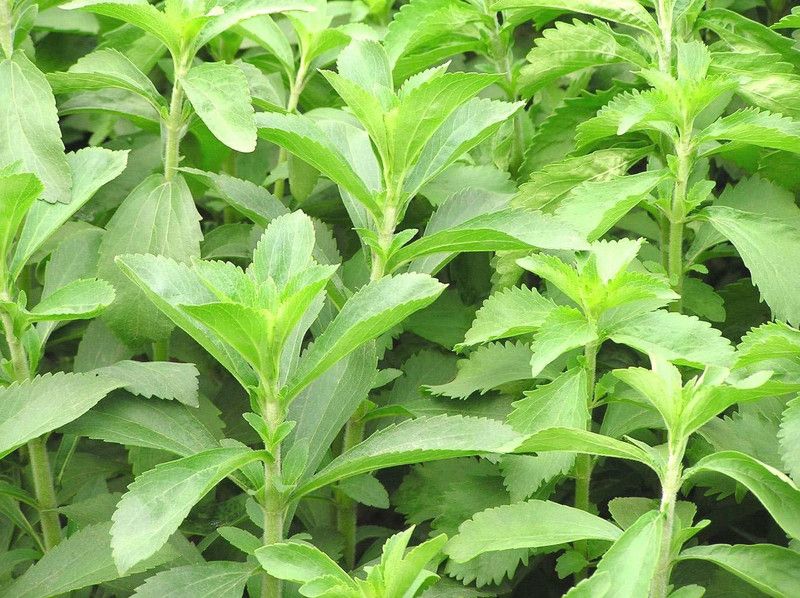 Paudha Stevia Sweet Leaves Seed  (46 per packet)