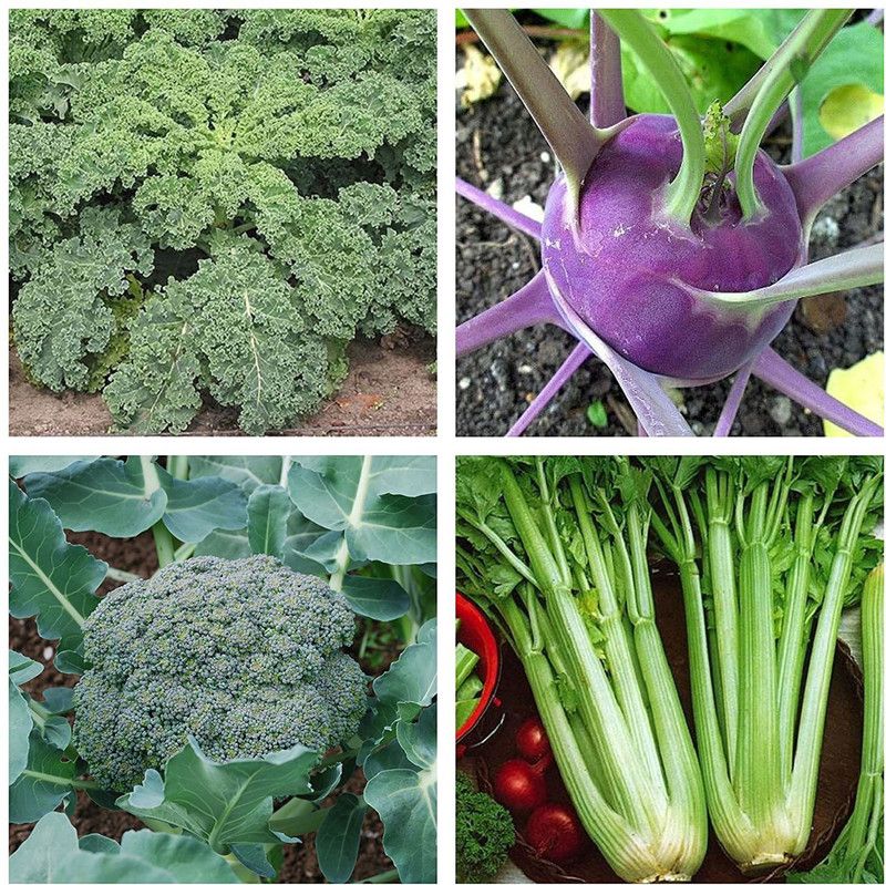 VibeX KGF-85-Exotic Vegetable Seeds Combo - Blue Curled Vates Seeds, Kohlrabi Seeds, Broccoli Seeds, Tall Utah Seeds Seed  (140 per packet)